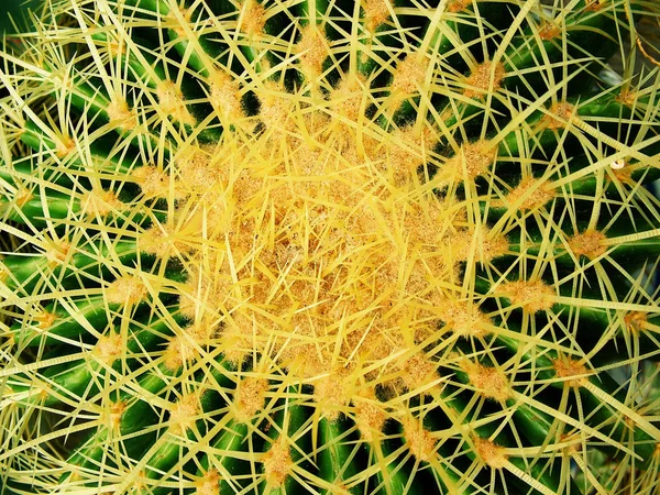 Nahaufnahme des Kaktus-Hintergrunds — Stockfoto