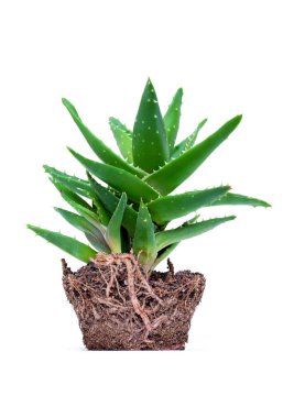 aloe vera beyaz arkaplanda izole