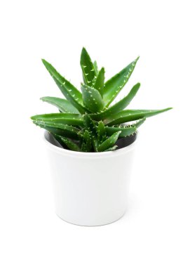 Aloe vera beyaz arka plan üzerinde izole saksının içinde büyüme