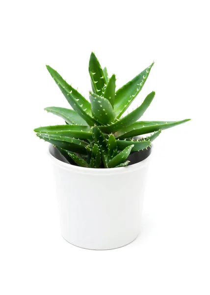 Growth of aloe vera in the flowerpot isolated on white background — Stock Photo, Image