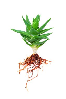 Aloe vera ile beyaz arka plan üzerinde izole kök