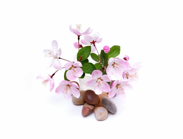Blooming peach blossom and stones in spring isolated on white background — Stock Photo, Image