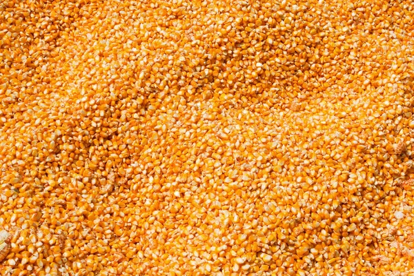 Corn seeds texture background — Stock Photo, Image