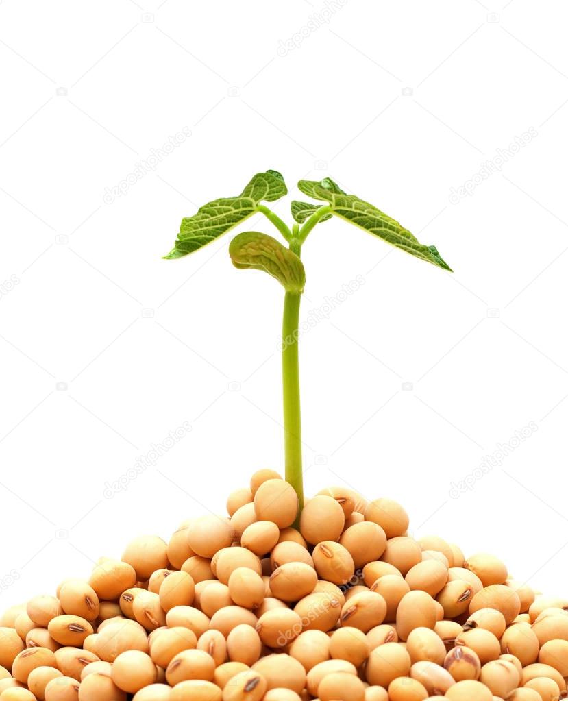 Soybean sprout isolated on white background