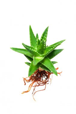 Aloe vera ile beyaz arka plan üzerinde izole kök