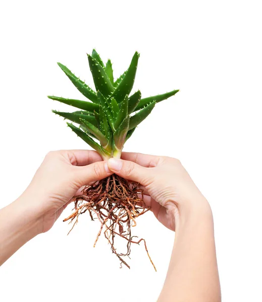 Aloe vera inteiro nas mãos de uma menina isolado no fundo branco — Fotografia de Stock