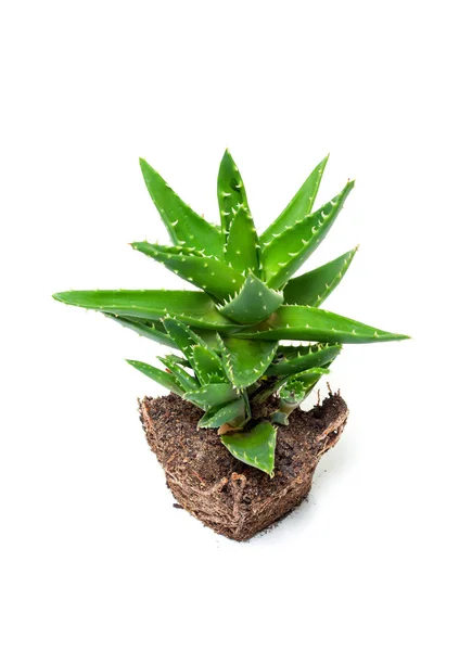 Aloe vera beyaz arkaplanda izole — Stok fotoğraf