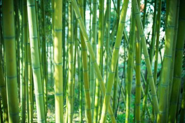 Yeşil bambu ormanları