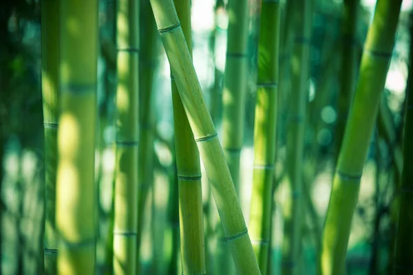 Groene bamboe bos achtergrond — Stockfoto