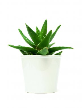 Aloe vera beyaz arka plan üzerinde izole saksının içinde büyüme