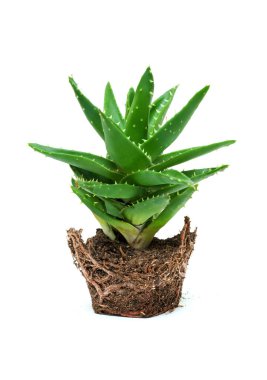 aloe vera beyaz arkaplanda izole