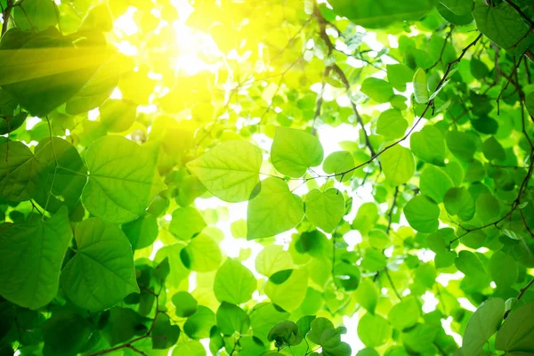 Fundo Verde Natural Com Folhas — Fotografia de Stock