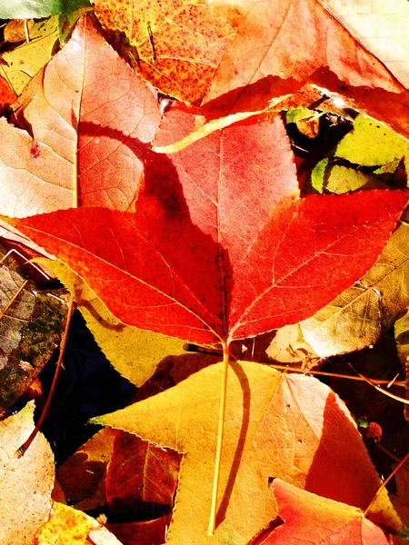 Herfst Achtergrond Met Herfst Kleurrijke Bladeren — Stockfoto