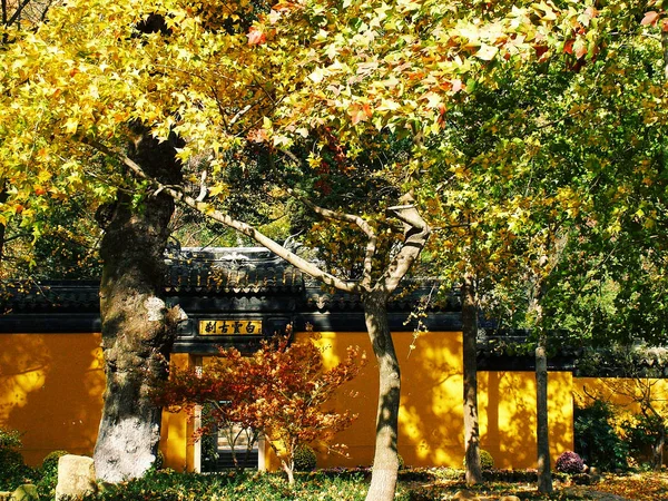 黄色の葉を持つ秋の木 — ストック写真