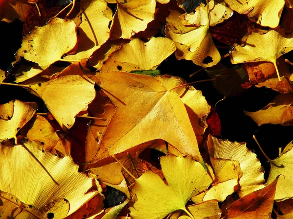 Hösten Bakgrund Med Höst Färgglada Blad — Stockfoto