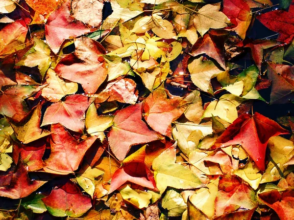 Herfst Achtergrond Met Herfst Kleurrijke Bladeren — Stockfoto