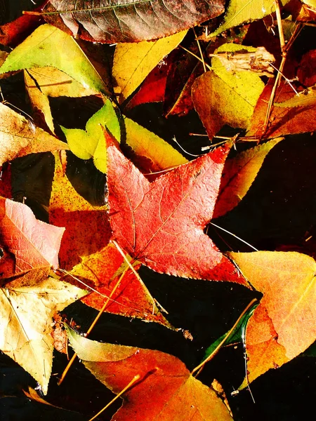 Hösten Bakgrund Med Höst Färgglada Blad — Stockfoto