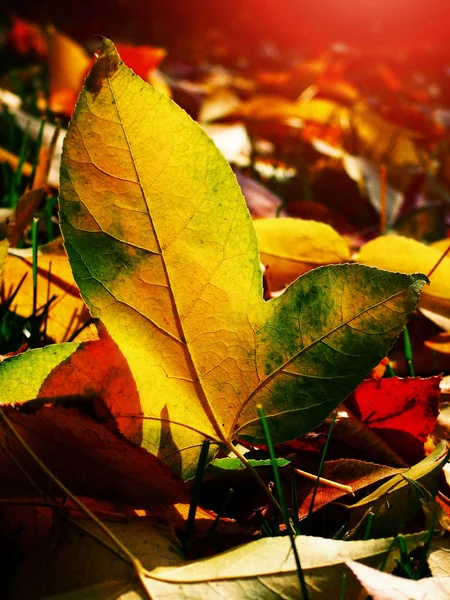 Осенний Фон Осенними Красочными Листьями — стоковое фото