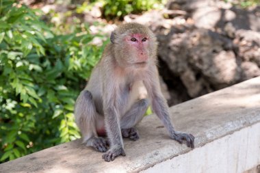 Maymun Khao Luang mağara Tayland at