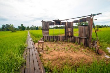 Eski yeşil pirinç alan sınıfta