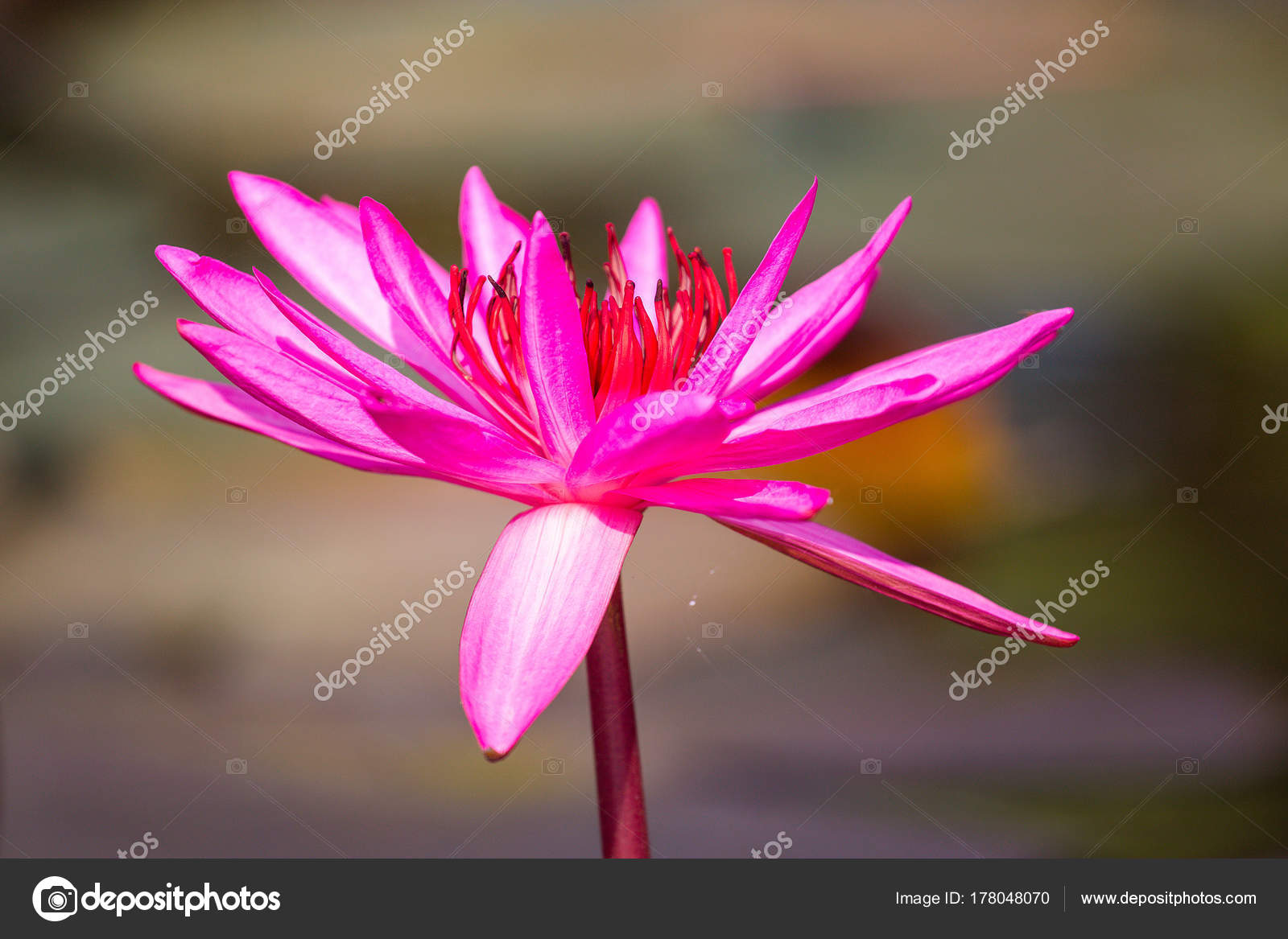 Fleur De Lotus Rouge Qui Fleurit Photographie Somyotpkn