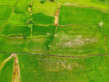 Kuş gözü görünümü pirinç alan Tayland at