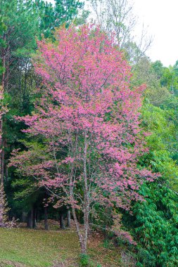 Prunus cerasoides veya vahşi Himalaya kiraz.