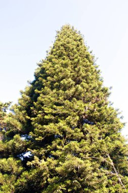 Yeşil Noel ağacı