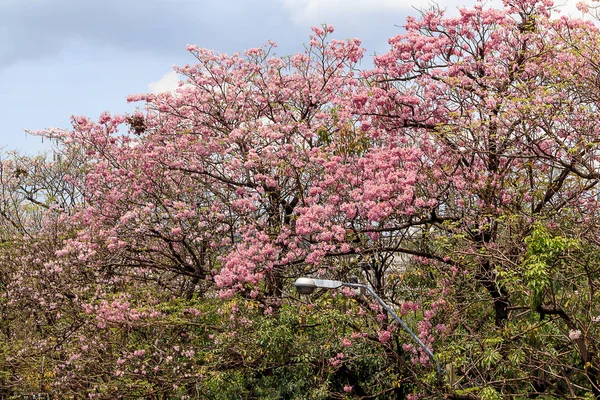 Tabebuia 꽃 또는 분홍색 트럼펫 나무 — 스톡 사진