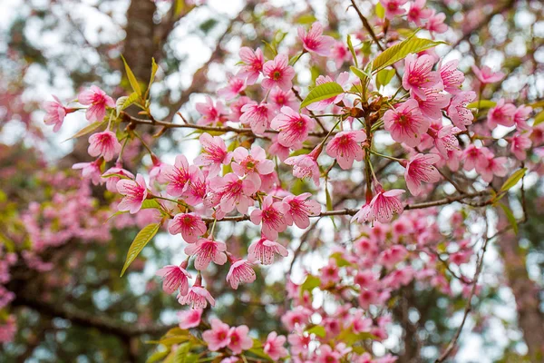 Prunus cerasoides eller vilda Himalayan körsbär. — Stockfoto
