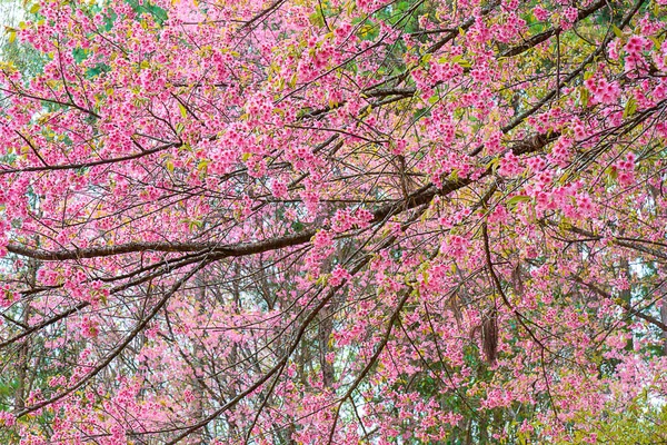 Prunus cerasoides ou cerise de l'Himalaya sauvage . — Photo