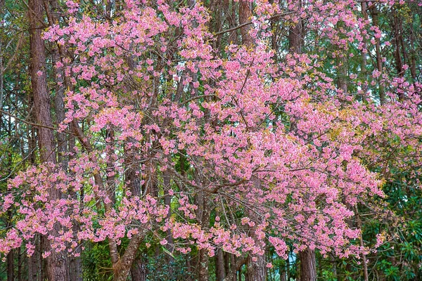 Prunus cerasoides o cereza del Himalaya salvaje . — Foto de Stock