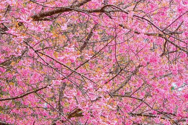 Prunus cerasoides o cereza del Himalaya salvaje . — Foto de Stock