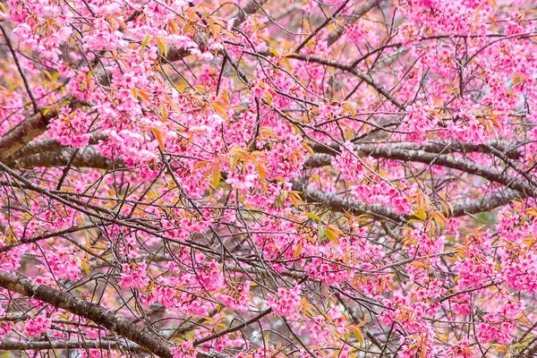 Prunus cerasoides lub Wild Cherry himalajski. — Zdjęcie stockowe