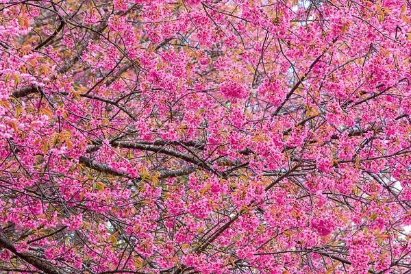 Prunus cerasoides lub Wild Cherry himalajski. — Zdjęcie stockowe