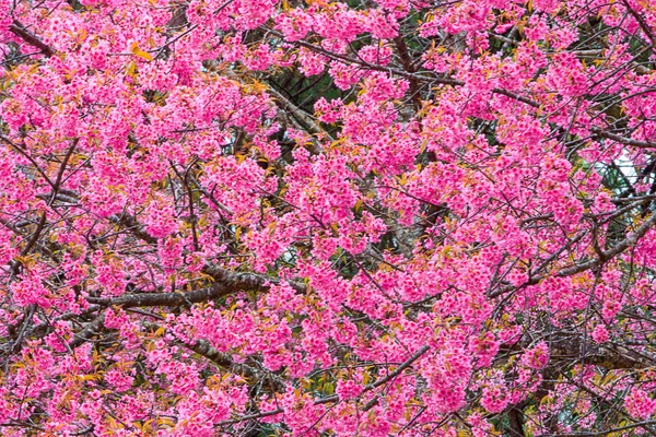 Prunus cerasoides o cereza del Himalaya salvaje . — Foto de Stock