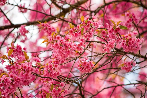 Prunus cerasoides ou Cereja do Himalaia Selvagem . — Fotografia de Stock