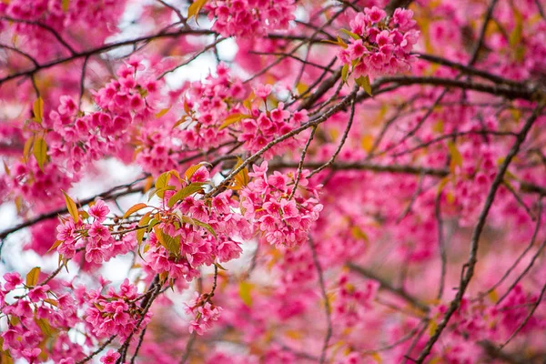 Prunus cerasoides ou Cereja do Himalaia Selvagem . — Fotografia de Stock