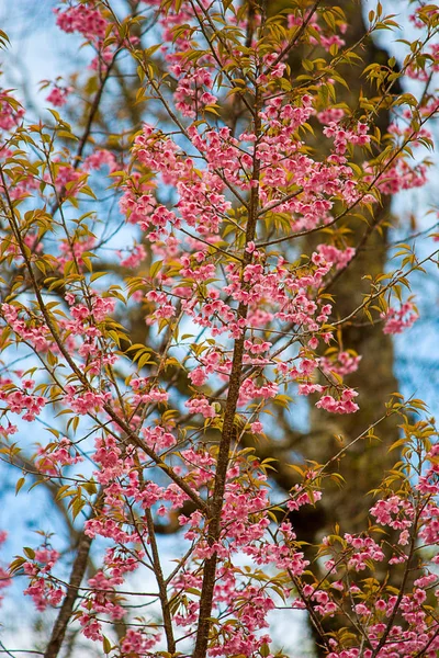 Prunus cerasoides lub Wild Cherry himalajski. — Zdjęcie stockowe