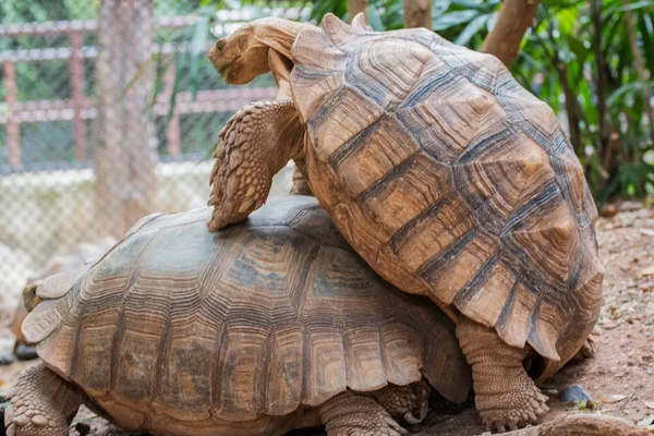 İki kaplumbağaların üreme.