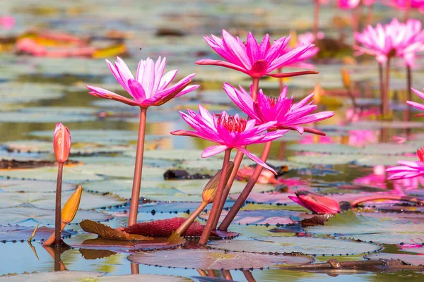 Kırmızı lotus çiçek çiçeklenme.