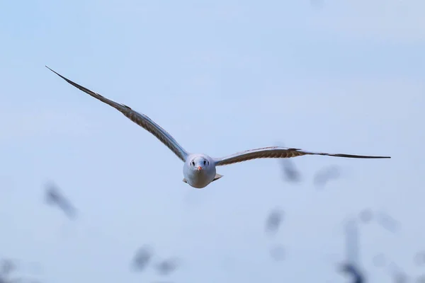Close-up van zeemeeuw vliegen in de lucht. — Stockfoto