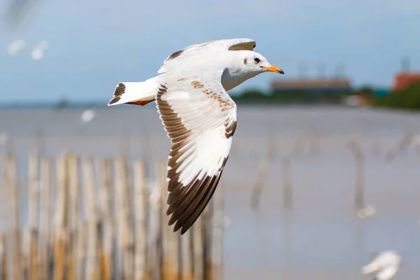 Fechar gaivota voando no céu . — Fotografia de Stock