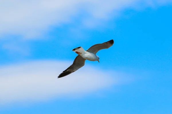 Cerca de gaviota volando en el cielo . — Foto de Stock