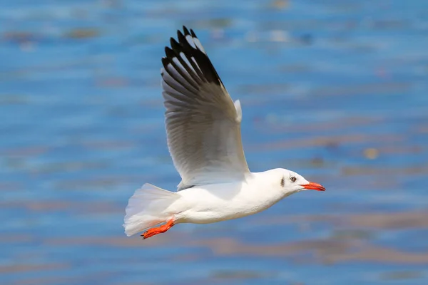 Close-up van zeemeeuw vliegen in de lucht. — Stockfoto