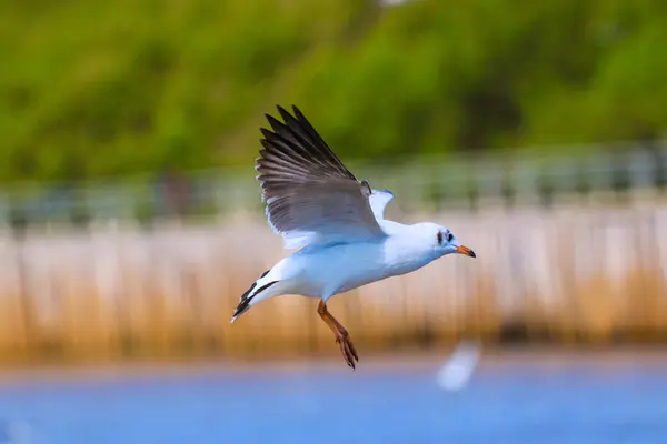 Fechar gaivota voando no céu . — Fotografia de Stock