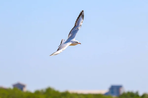 Gros plan mouette volant dans le ciel . — Photo