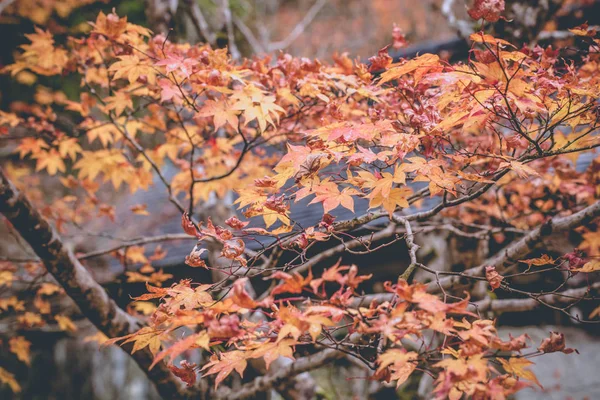 Laranja amarela e ácer vermelho na temporada de outono, boca Koya, Wakayama, Japão — Fotografia de Stock