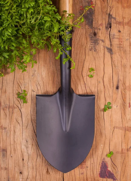 Bahçe'nın siyah kürek kaplanmış çelikten dikey olarak küçük fern bitki ahşap zemin üzerine koymak.
