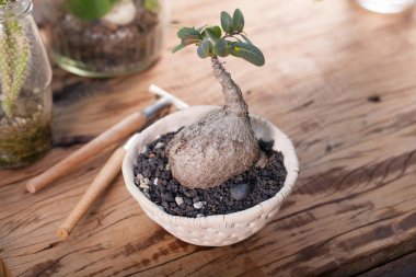 Caudex Phyllanthus Mirabilis bitki Bahçe aletleri ile ahşap arka plan üzerinde beyaz tencerede